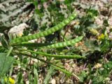 Lotus ornithopodioides