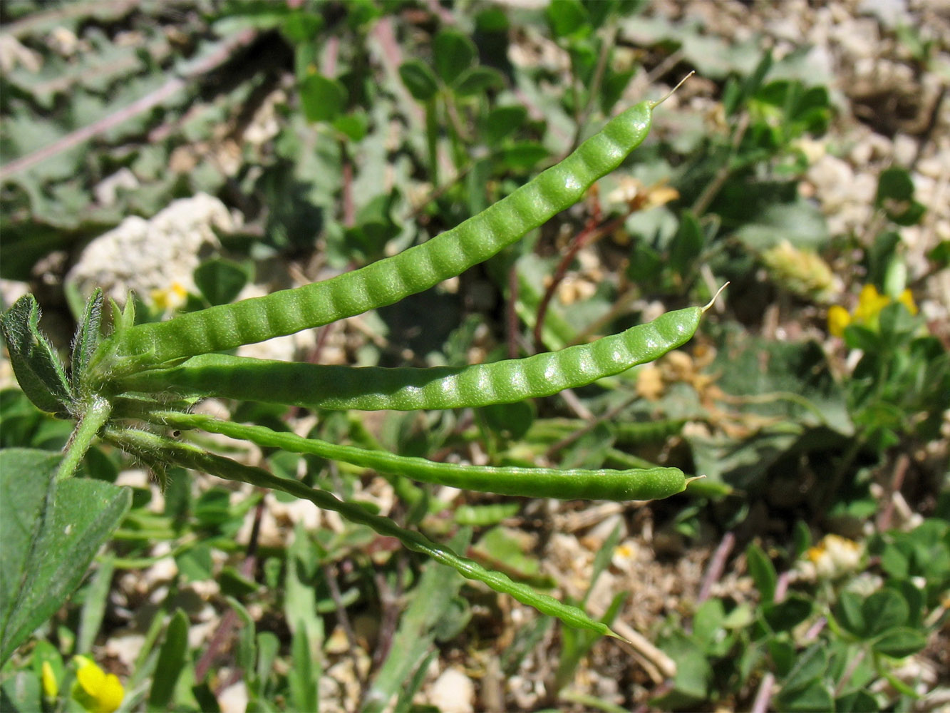 Image of Lotus ornithopodioides specimen.