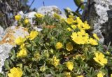 Potentilla crantzii