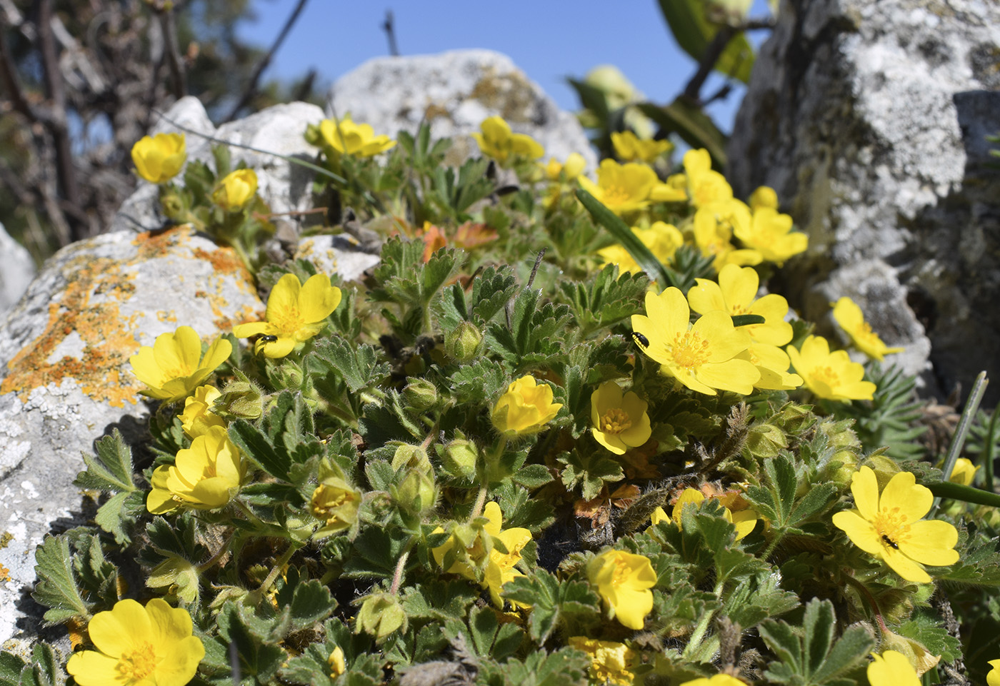 Изображение особи Potentilla crantzii.