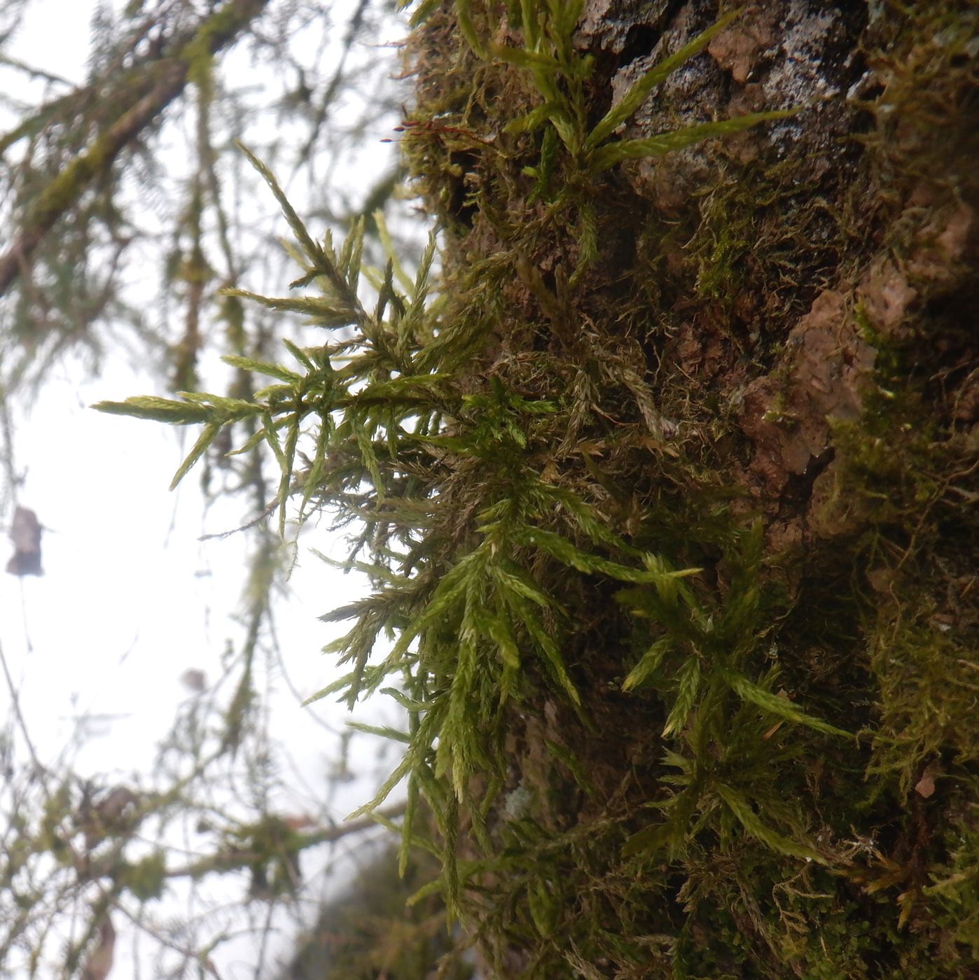 Изображение особи Climacium dendroides.