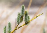 род Salix. Верхушка веточки с женскими соцветиями. Санкт-Петербург, Кронштадтский р-н; о-в Котлин, побережье Финского зал. к югу от форта \"Шанец\", песчаный береговой вал. 02.05.2021.