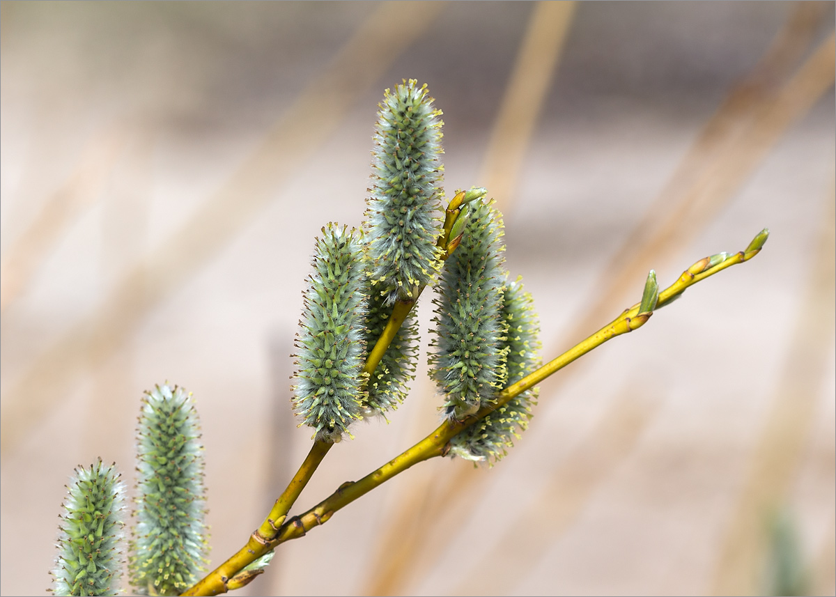 Image of genus Salix specimen.