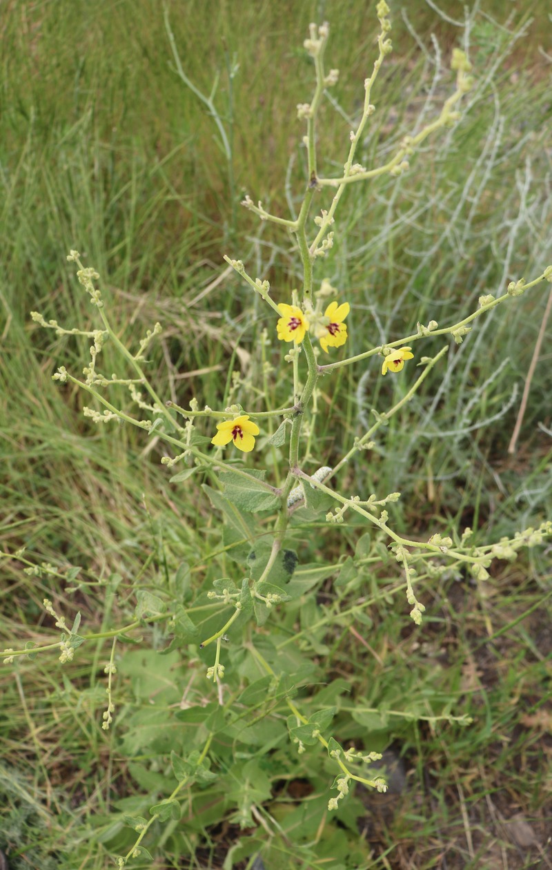 Изображение особи Verbascum paniculatum.