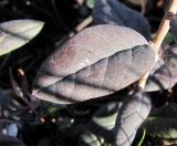 Andromeda polifolia. Лист. Окрестности Архангельска, болото. 7 октября 2010 г.