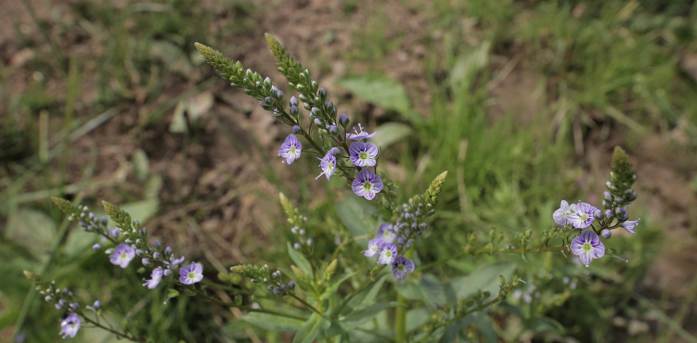 Image of Veronica oxycarpa specimen.