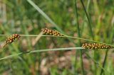 Carex melanostachya