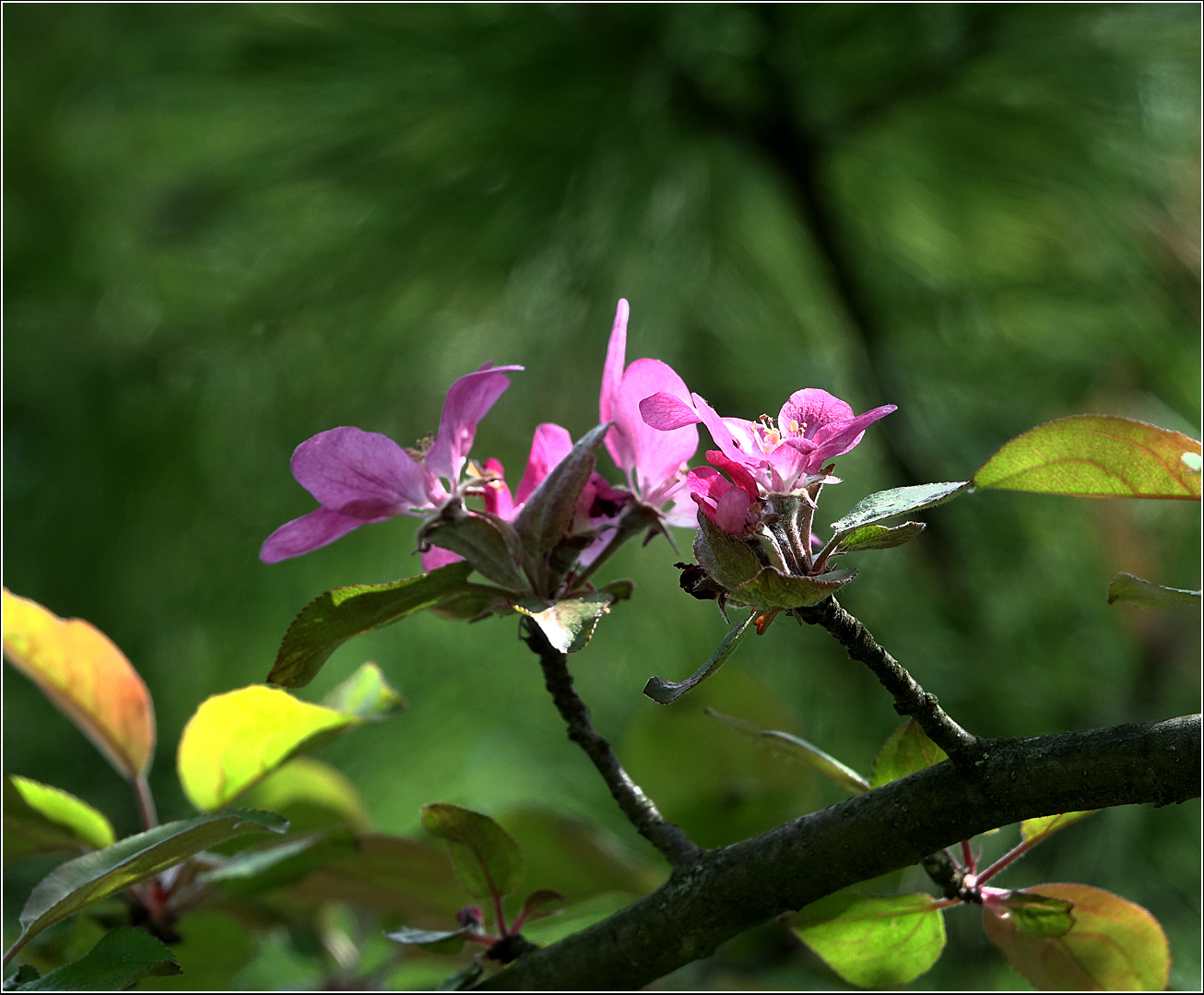 Изображение особи Malus niedzwetzkyana.