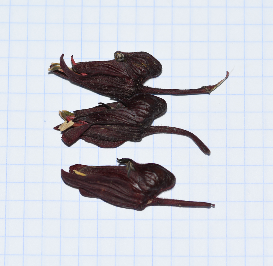 Image of Melianthus major specimen.