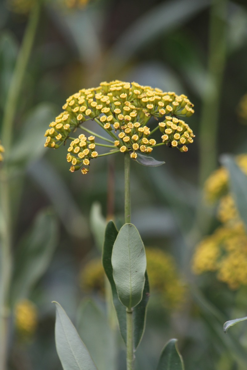 Изображение особи Bupleurum fruticosum.