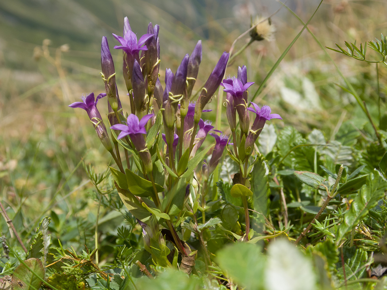 Image of Gentianella caucasea specimen.