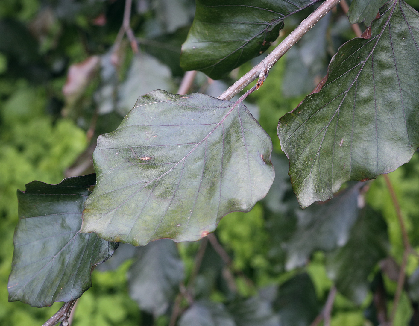 Image of Fagus sylvatica var. purpurea specimen.