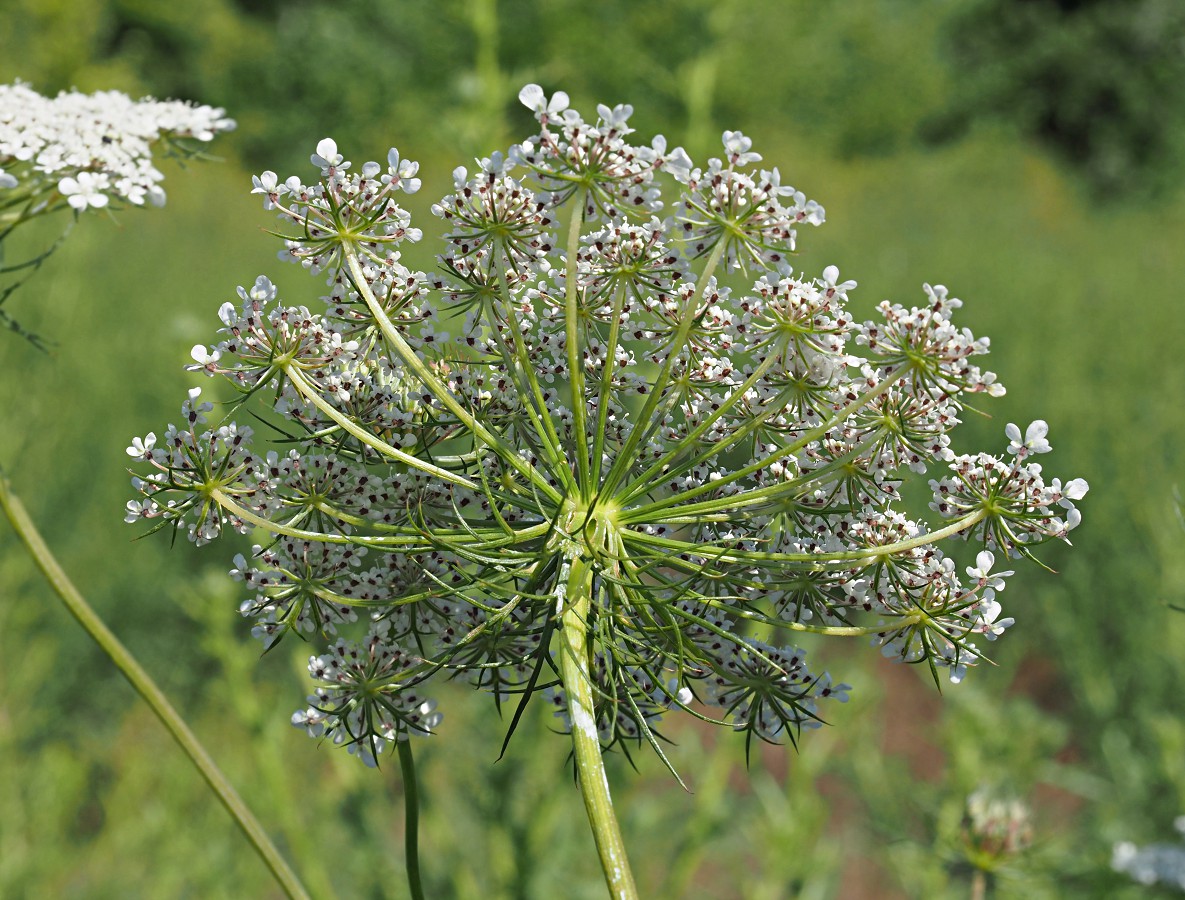 Image of Daucus carota specimen.