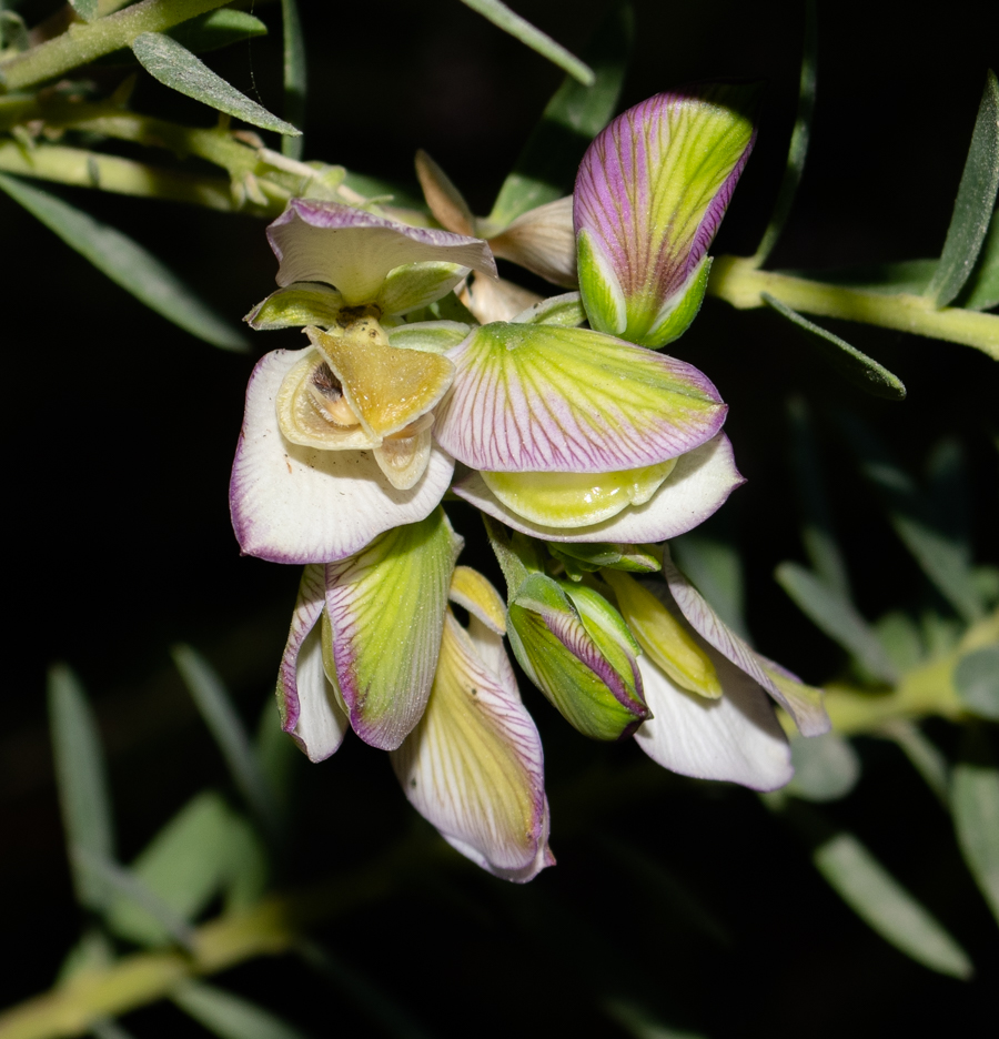 Image of Polygala myrtifolia specimen.