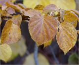 Hydrangea petiolaris