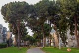 Pinus pinea. Взрослые деревья. Израиль, г. Бат-Ям, в парке, в культуре. 06.12.2021.