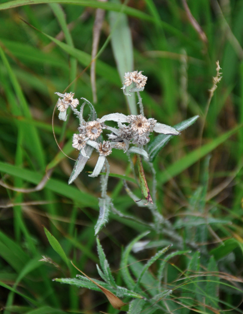 Image of Leontopodium leontopodioides specimen.