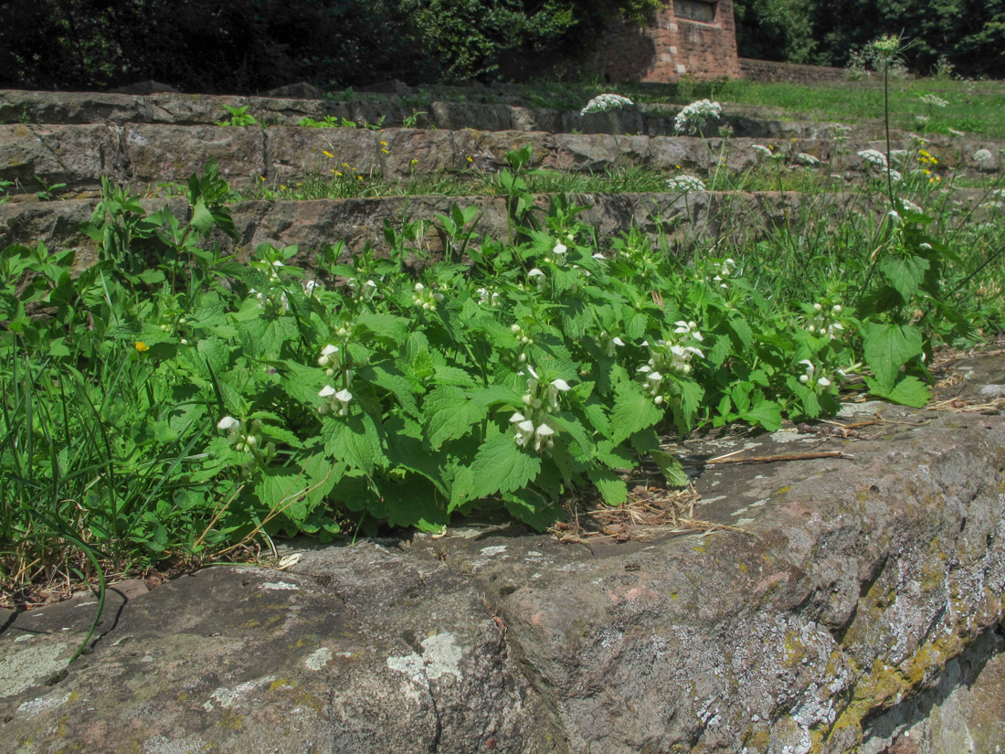 Image of Lamium album specimen.