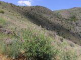Hedysarum mogianicum. Цветущее растение. Узбекистан, хребет Нуратау, Нуратинский заповедник, урочище Хаятсай, около 1300 м н.у.м., среди типчаково-разнотравно-полынной растительности. 19.05.2021.