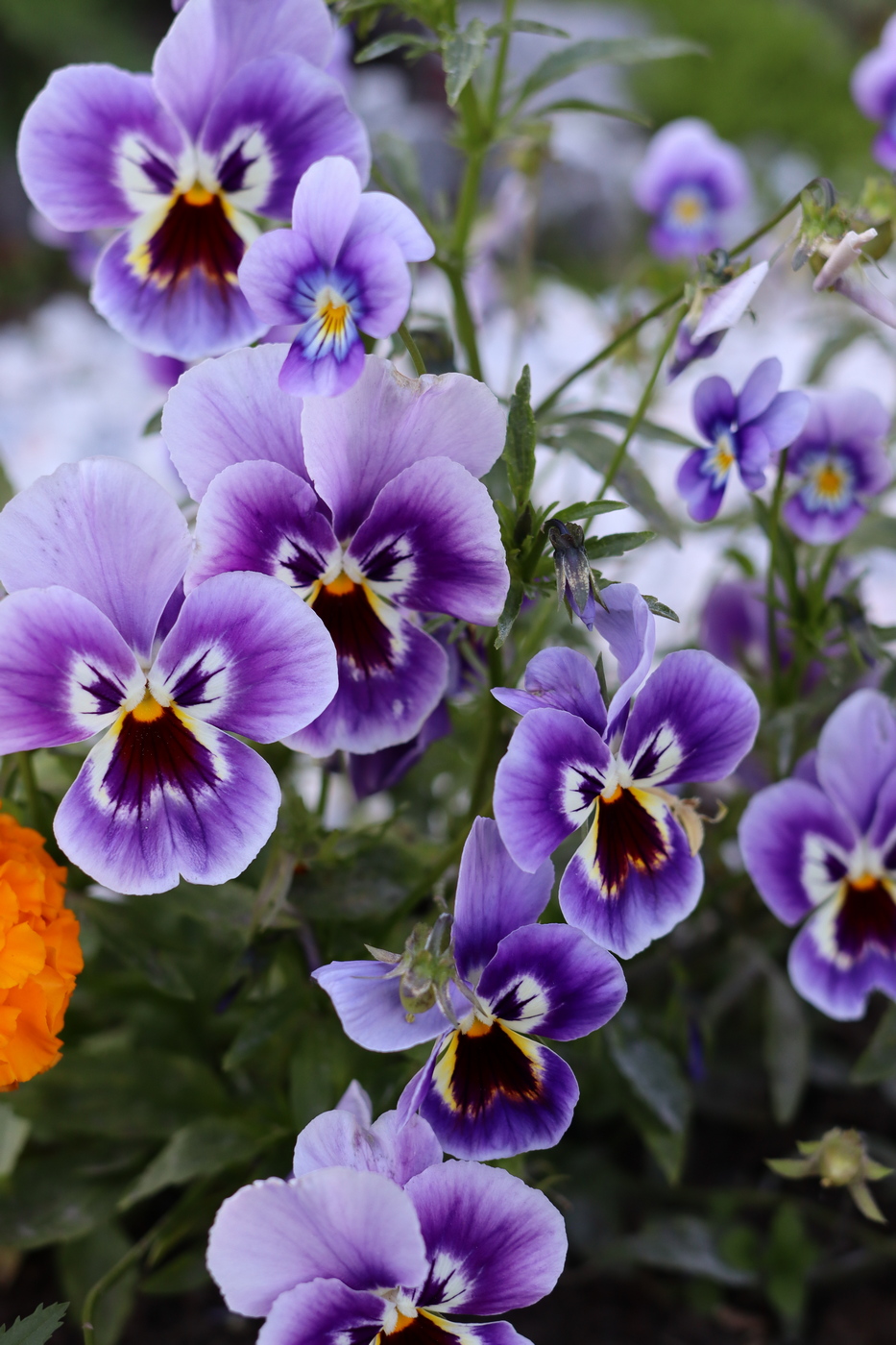 Image of Viola wittrockiana specimen.