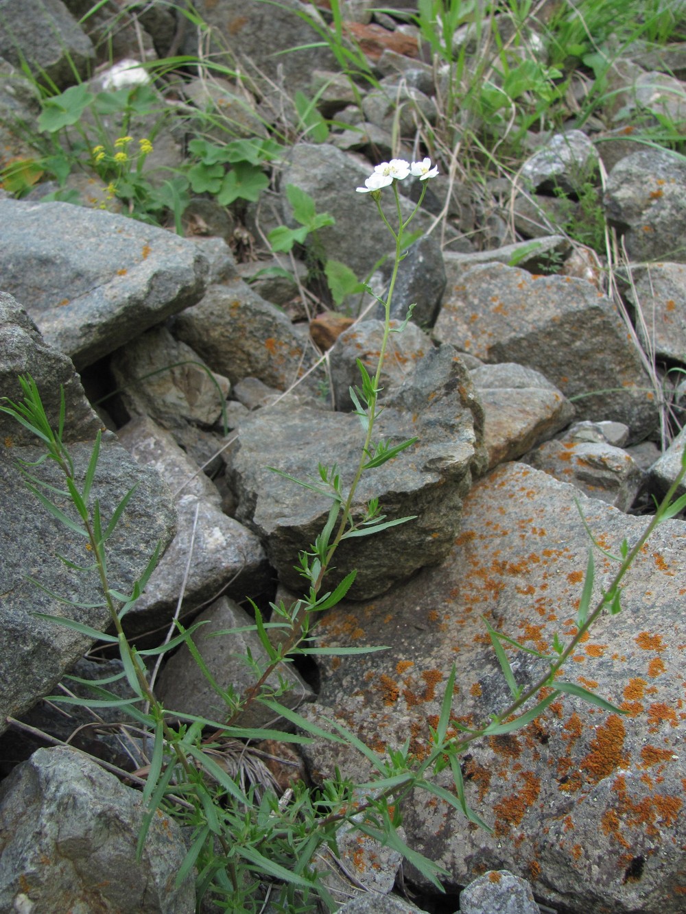 Изображение особи Achillea ptarmicifolia.