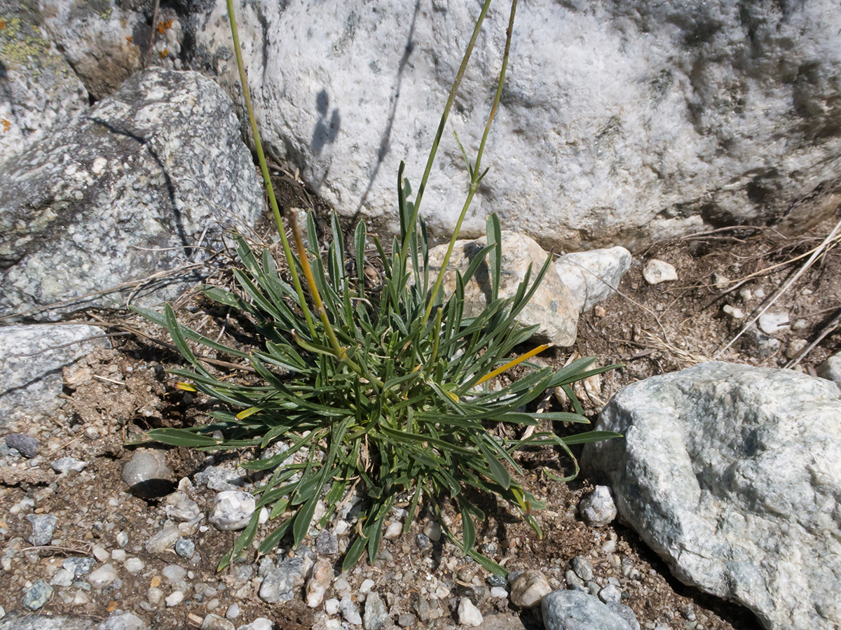 Изображение особи Silene saxatilis.