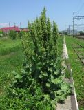 Rumex confertus. Цветущее растение. Приморский край, г. Находка, ст. Бархатная, у ж.-д. путей. 23.06.2017.