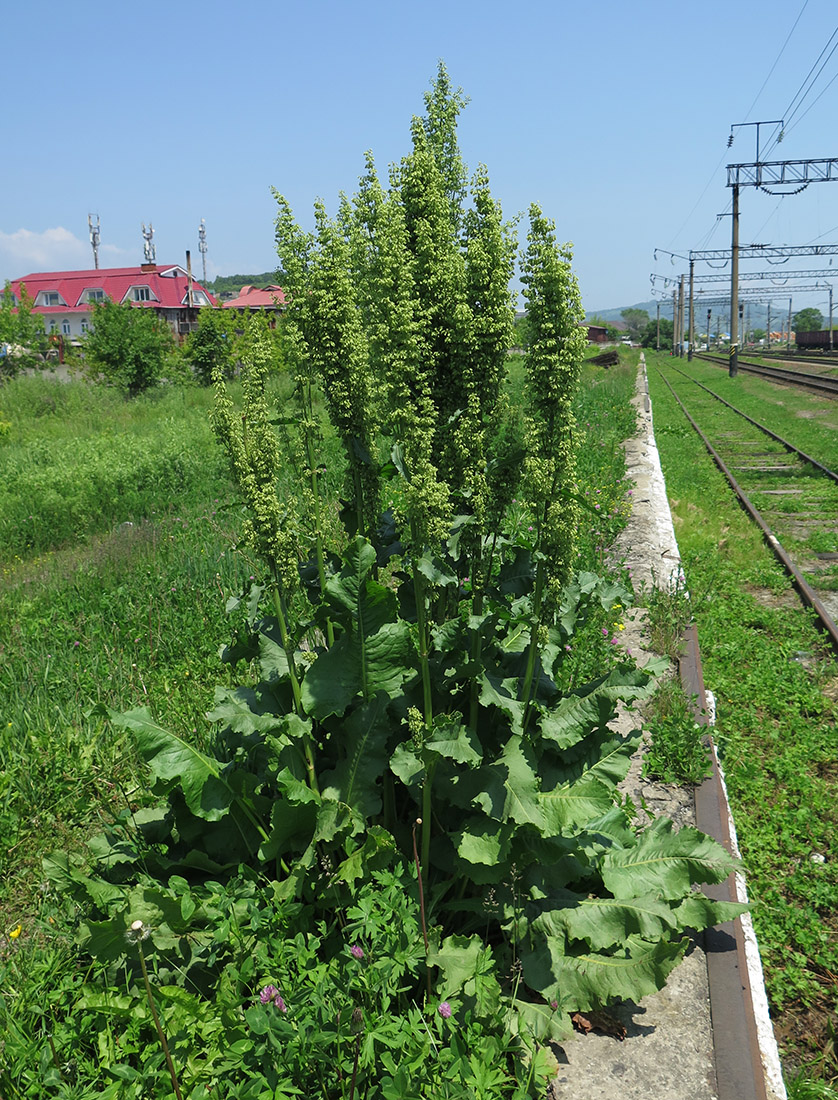 Изображение особи Rumex confertus.