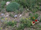 род Papaver. Цветущие растения (сзади слева - Acantholimon). Азербайджан, Таузский р-н, склон долины р. Таузчай. 17.04.2010.