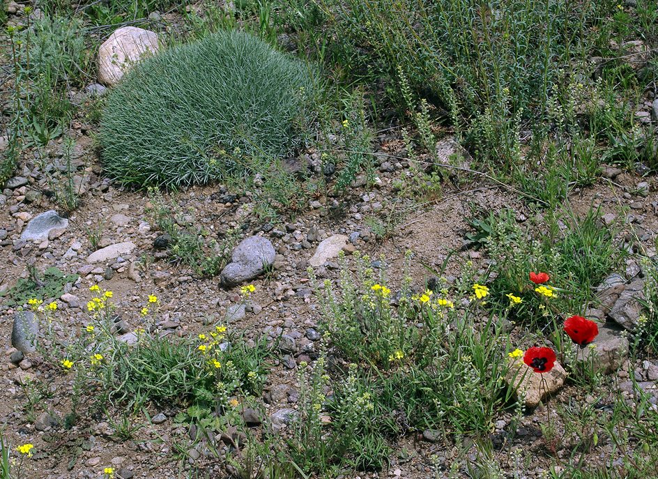 Image of genus Papaver specimen.