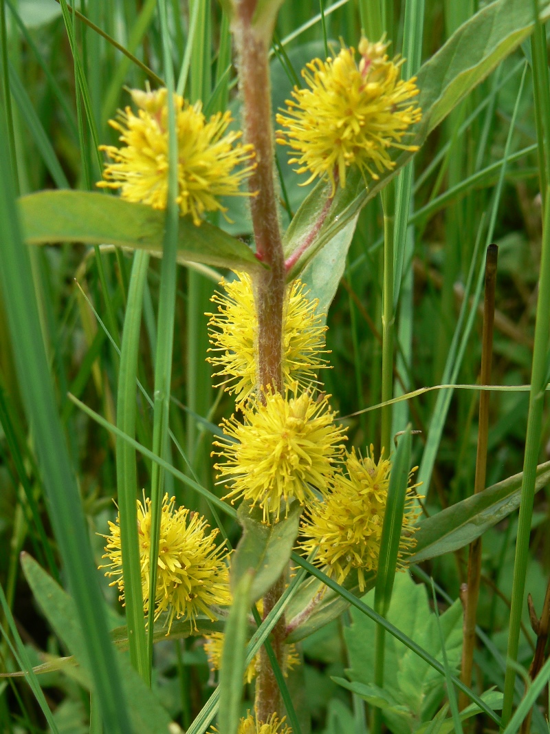 Image of Naumburgia thyrsiflora specimen.