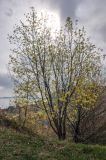 Acer platanoides. Цветущее дерево. Самарская обл., Ставропольский р-н, окр. с. Ширяево, гора Попова, луговой склон, край обрыва. 02.05.2021.