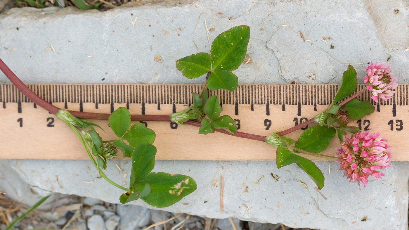 Image of Trifolium hybridum specimen.