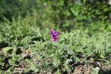 Vicia alpestris. Цветущее растение. Республика Ингушетия, Джейрахский р-н, окр. ур. Дакхала, высота ок. 2150 м н.у.м., обочина грунтовой дороги. 19.06.2022.