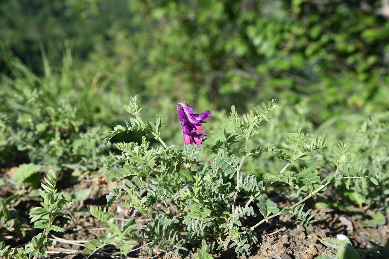 Изображение особи Vicia alpestris.