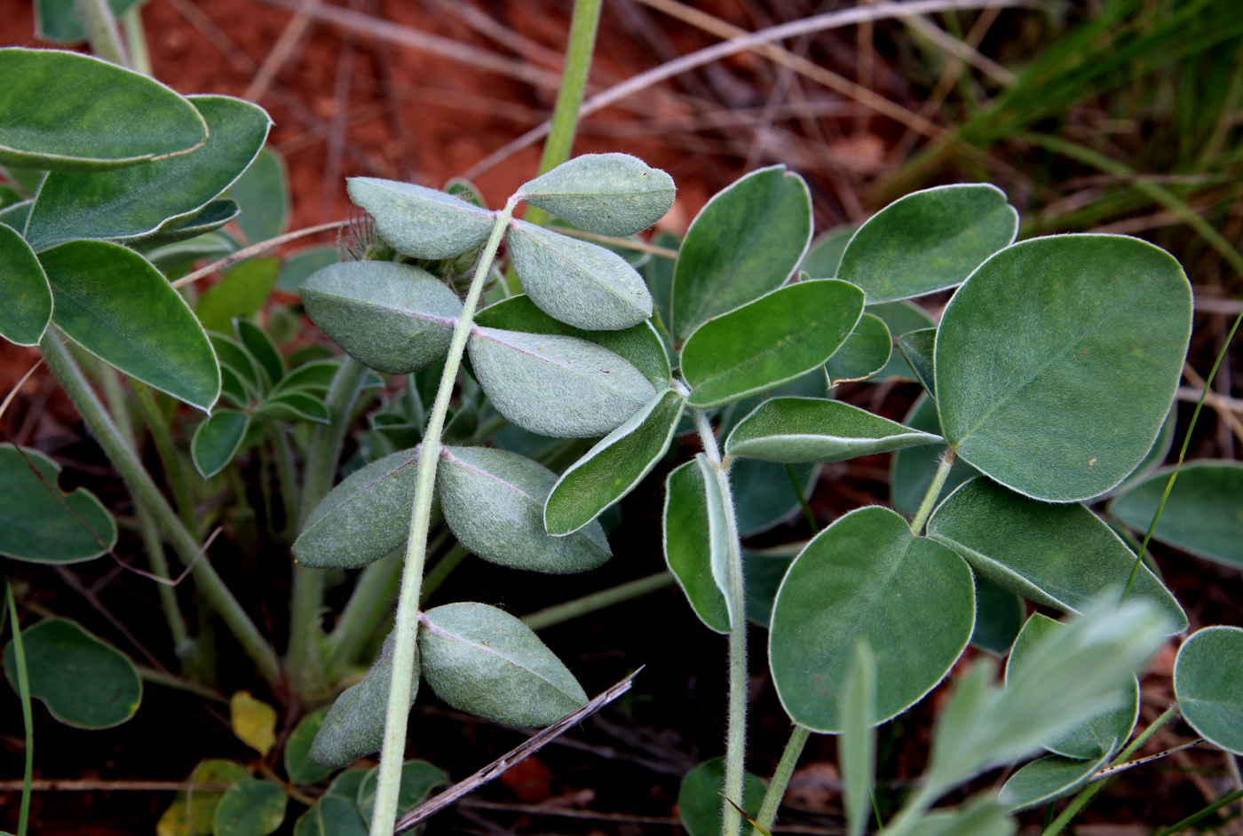 Image of Hedysarum grandiflorum specimen.