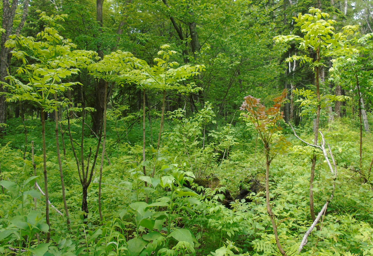 Image of Aralia elata specimen.