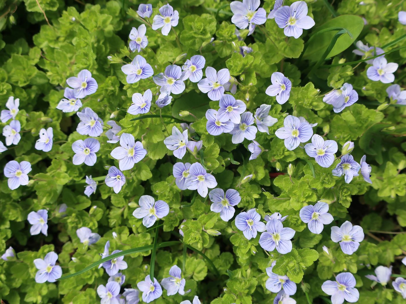 Изображение особи Veronica filiformis.