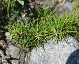 Pinus sylvestris subspecies hamata. Вегетирующее растение. Республика Ингушетия, Джейрахский р-н, окр. ур. Таргим, правый берег р. Асса в 350 м от башен Таргим ниже по течению. 21 июня 2022 г.