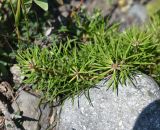 Pinus sylvestris ssp. hamata