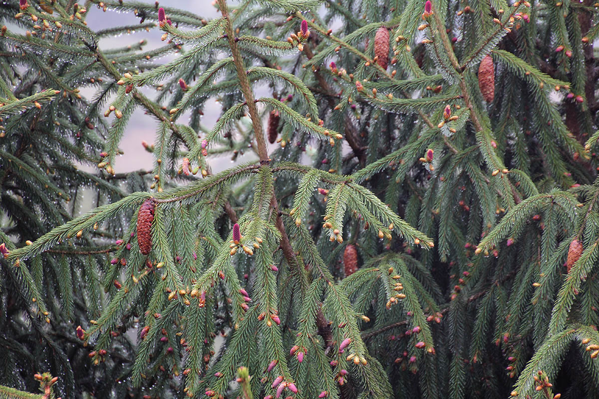 Image of genus Picea specimen.