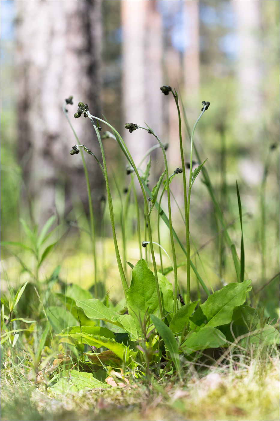 Изображение особи род Hieracium.