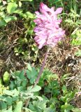 Corydalis paeoniifolia. Цветущее растение. Южная Якутия, Алданский р-н, перевал Тит. 26.06.2008.