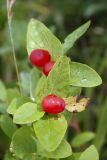 Lonicera chamissoi