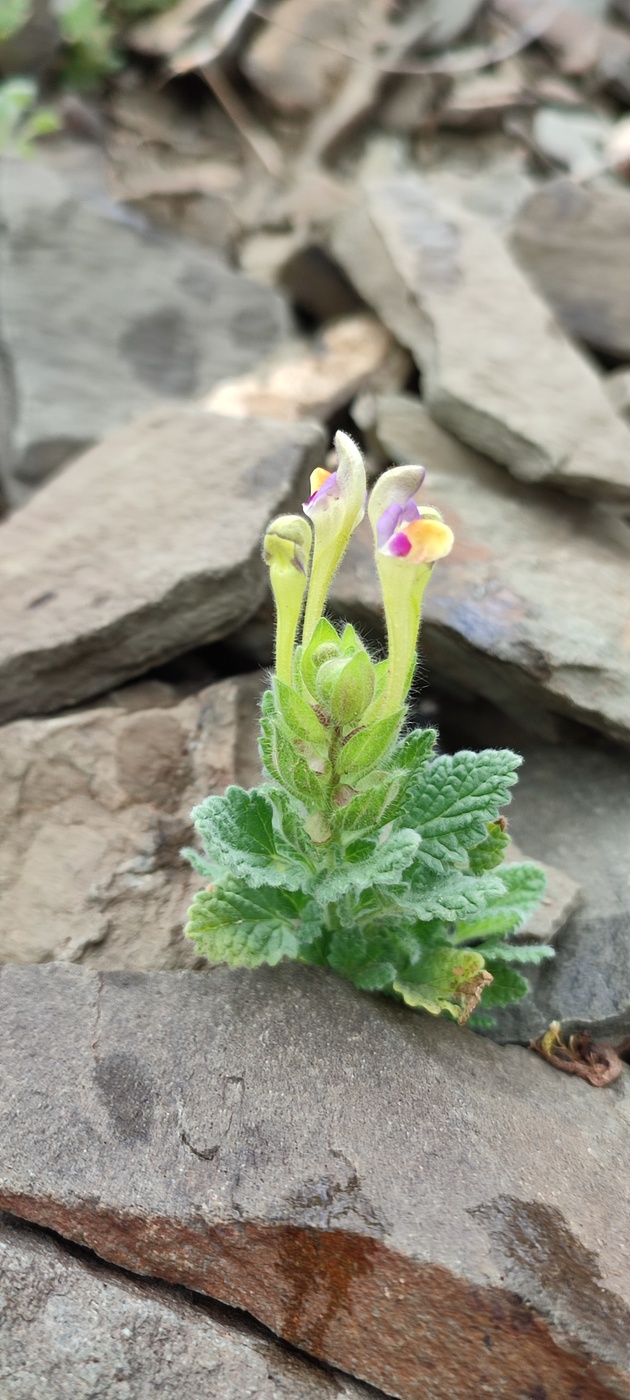 Изображение особи Scutellaria subcaespitosa.