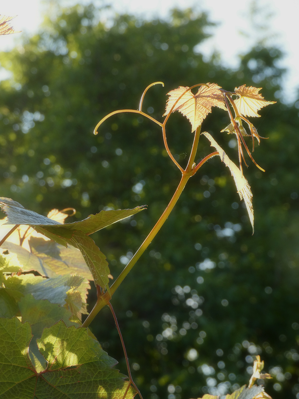 Image of Vitis vinifera specimen.