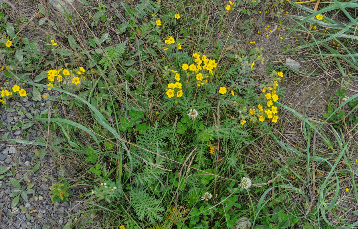 Image of Potentilla chinensis specimen.