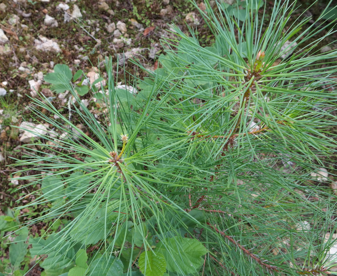 Image of genus Pinus specimen.