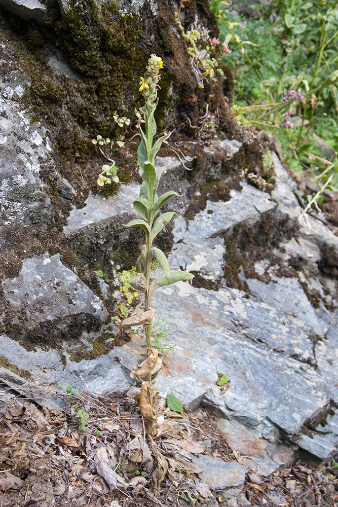 Image of Verbascum thapsus specimen.