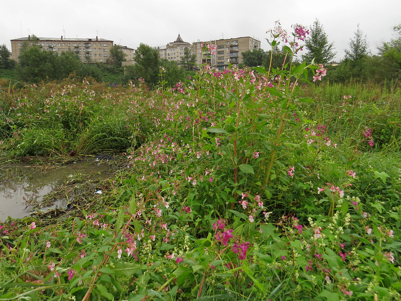 Image of Impatiens glandulifera specimen.